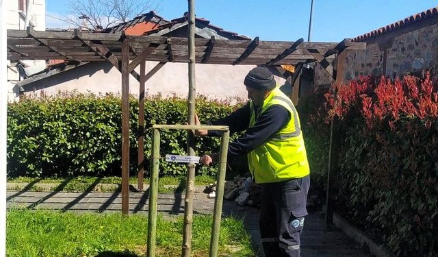 Bursa’da 700 Yıllık Mirasa 700 Ulu Çınar